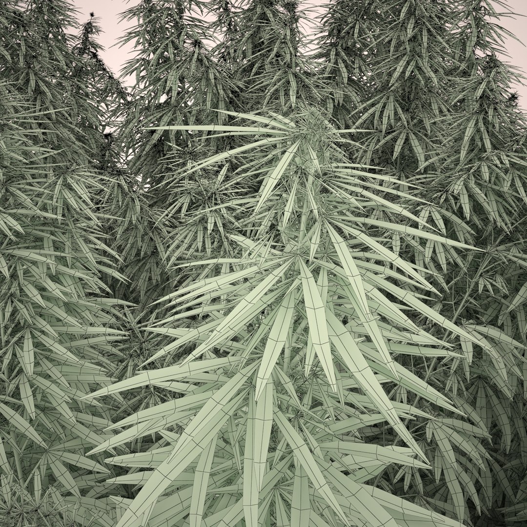 3d cannabis sativa field https://p.turbosquid.com/ts-thumb/Ep/7Hfw9J/tdmucDE2/cannabis_sativa_field_092_wireframe0006/jpg/1442312572/1920x1080/fit_q87/51f6d59436bdb1d87fe1a5f81a3092c3dc730468/cannabis_sativa_field_092_wireframe0006.jpg
