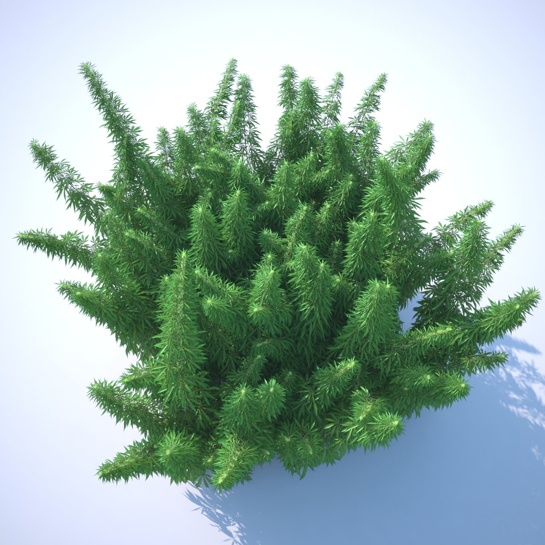 3d cannabis sativa field https://p.turbosquid.com/ts-thumb/Ep/7Hfw9J/vJUMmdPY/cannabis_sativa_field_071_sky_bg/jpg/1442312572/1920x1080/fit_q87/e9da4b122cbac2f125738345c4368171aa78dd6b/cannabis_sativa_field_071_sky_bg.jpg