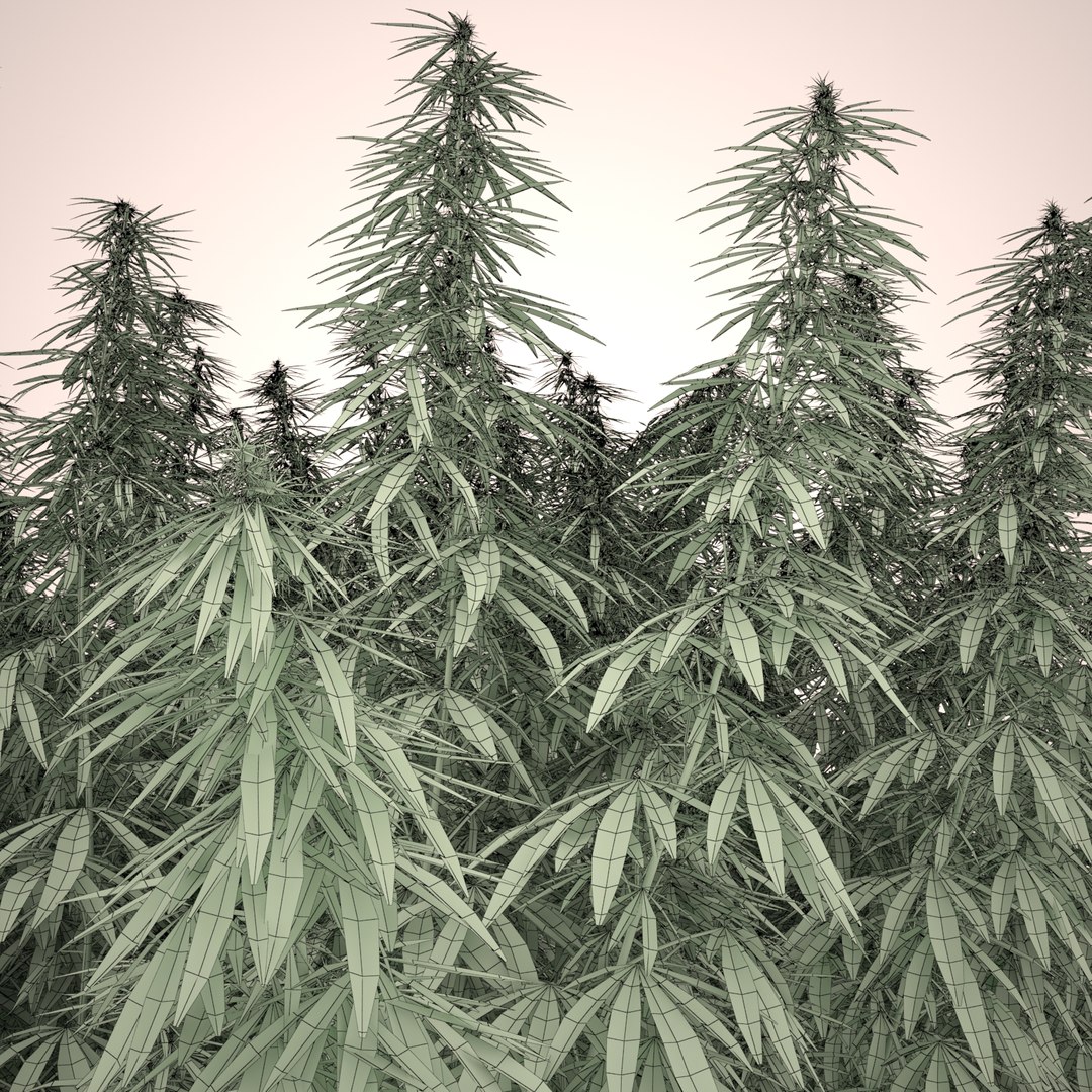 3d cannabis sativa field https://p.turbosquid.com/ts-thumb/Ep/7Hfw9J/zfLEBjeL/cannabis_sativa_field_002_wireframe/jpg/1442312572/1920x1080/fit_q87/51b04bc2ba5643c7110564d406052d7e7bffecdc/cannabis_sativa_field_002_wireframe.jpg