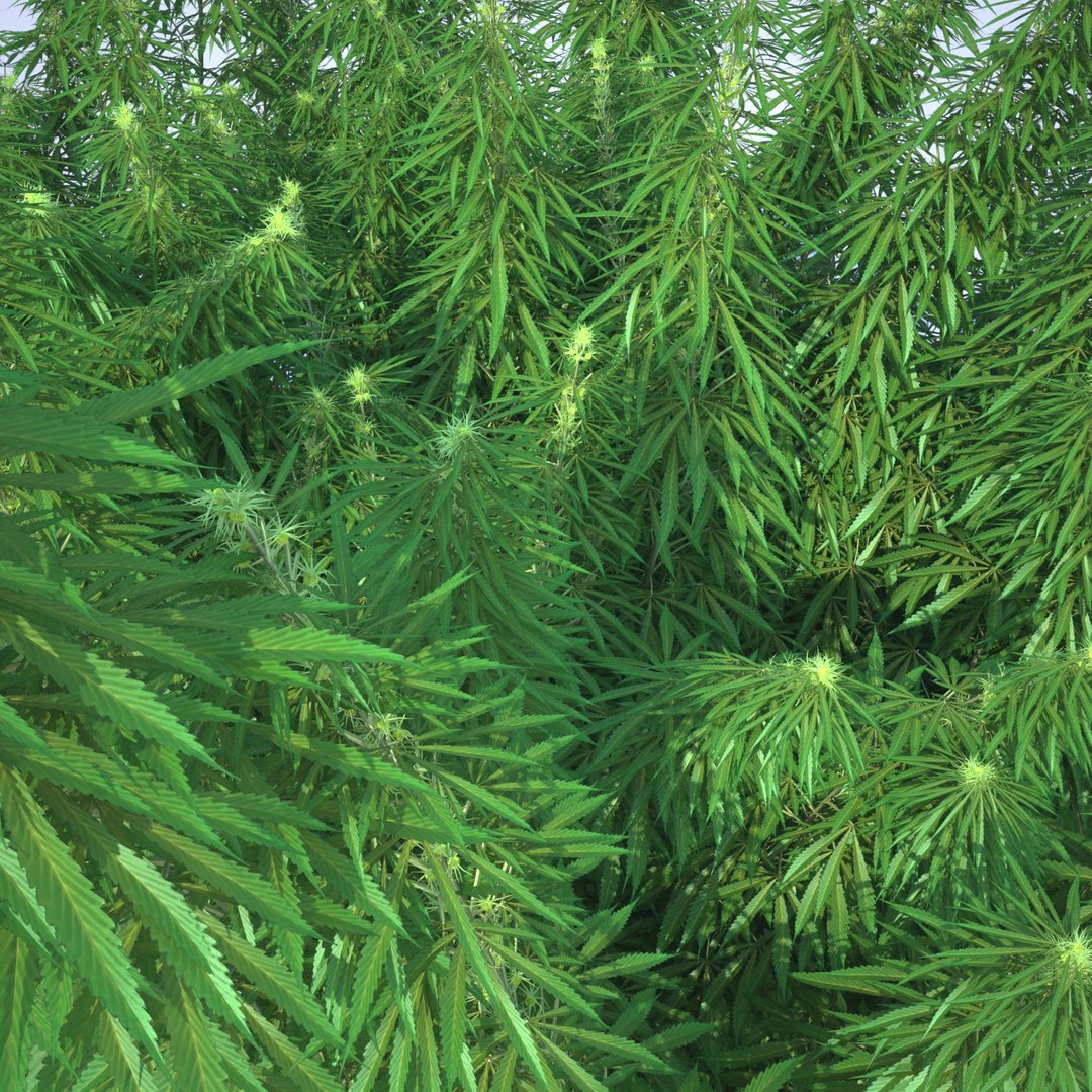 3d cannabis sativa field https://p.turbosquid.com/ts-thumb/Ep/7Hfw9J/zmDPv5sH/cannabis_sativa_field_081_sky_bg/jpg/1442312572/1920x1080/fit_q87/fb48fd6768a62fd90cdf6ac91cd4aeb4f90d7499/cannabis_sativa_field_081_sky_bg.jpg