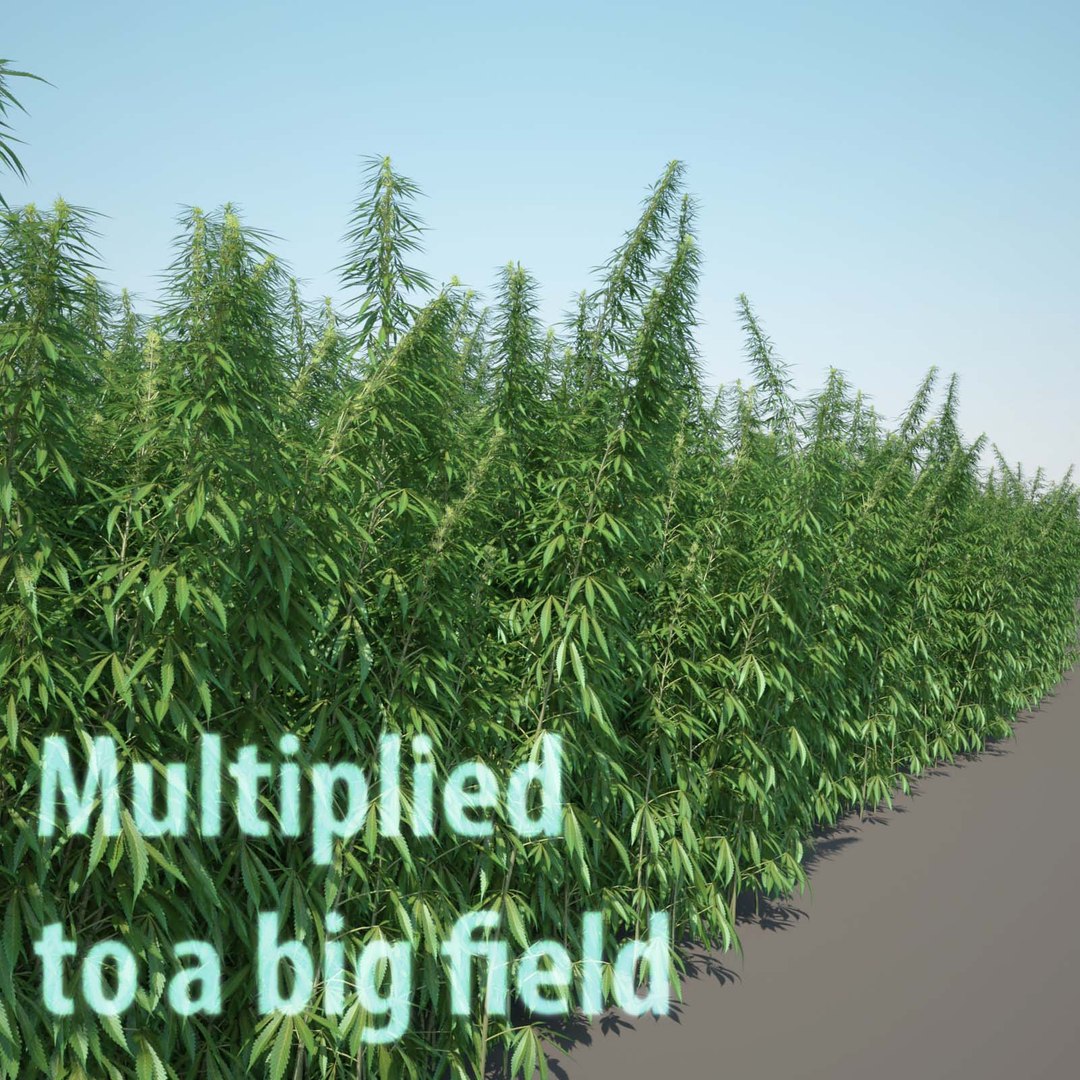 3d cannabis sativa field https://p.turbosquid.com/ts-thumb/Ep/7Hfw9J/zyl1k2fD/cannabis_sativa_field_97_example/jpg/1442316219/1920x1080/fit_q87/43cba1b78c2feb5af7679ebc6184fd60c90aa001/cannabis_sativa_field_97_example.jpg