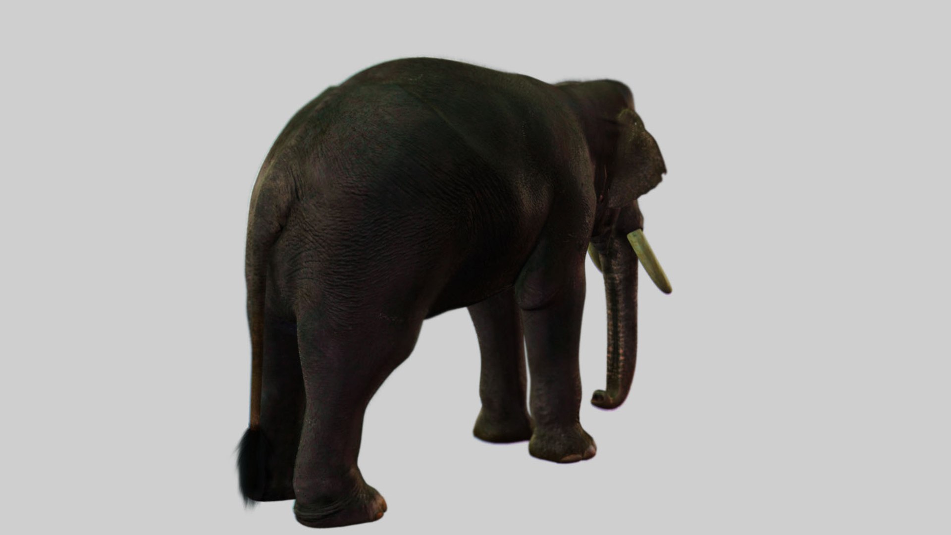 3D Asian Elephant Rig Model - TurboSquid 2561861