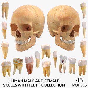 3D model Human Male and Female Skulls with Teeth Collection - 45 models
