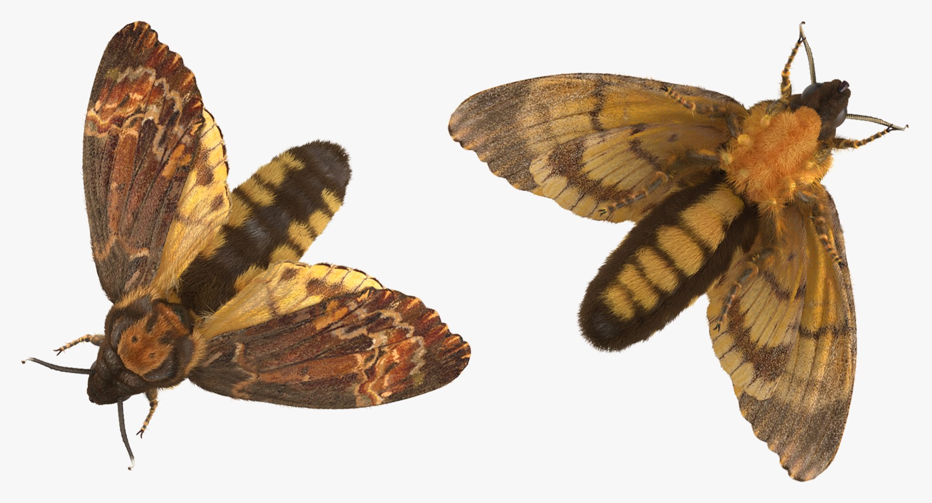 3d deaths head hawkmoth fur https://p.turbosquid.com/ts-thumb/Ep/HJzklQ/DflYBh5U/deathsheadhawkmothwithfurvray3dmodel007/jpg/1488869811/1920x1080/fit_q87/ec580edb8c33b6d6e56aae147c1e1644e92306e7/deathsheadhawkmothwithfurvray3dmodel007.jpg