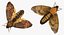 Deaths Head Hawkmoth with Fur