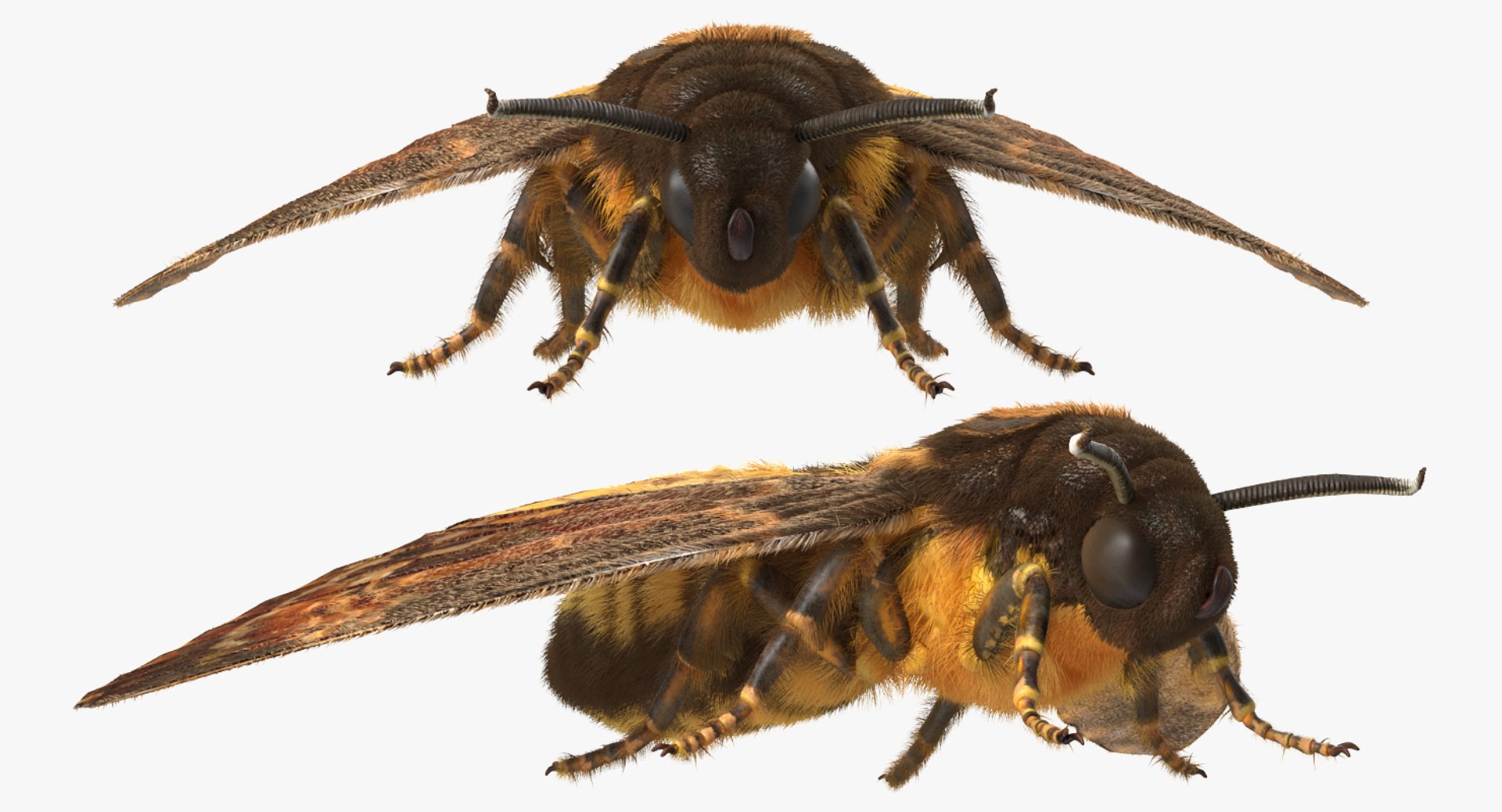 3d deaths head hawkmoth fur https://p.turbosquid.com/ts-thumb/Ep/HJzklQ/Gj7qmHjm/deathsheadhawkmothwithfurvray3dmodel005/jpg/1488869811/1920x1080/fit_q87/3e06d21e0c288b2b1cbf9f1a40493abcdfac7c11/deathsheadhawkmothwithfurvray3dmodel005.jpg