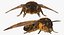 Deaths Head Hawkmoth with Fur