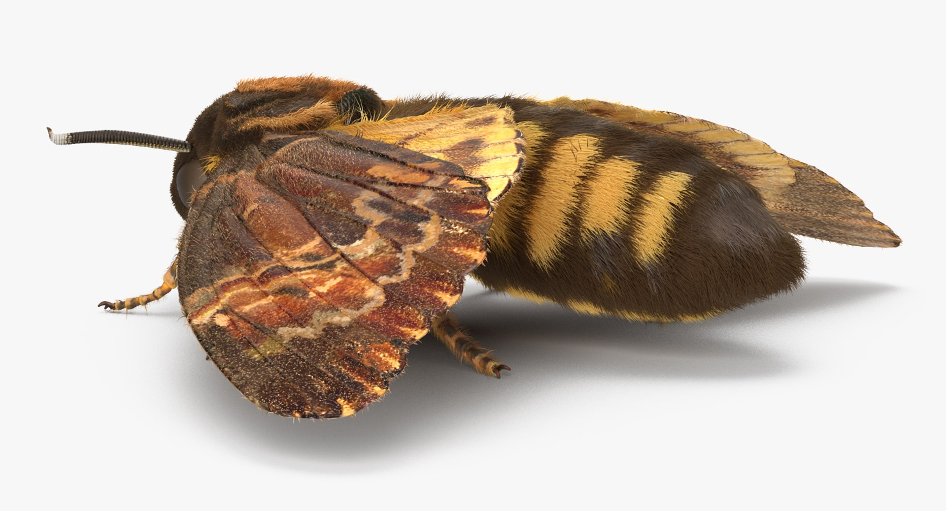 3d deaths head hawkmoth fur https://p.turbosquid.com/ts-thumb/Ep/HJzklQ/VLhIViO3/deathsheadhawkmothwithfurvray3dmodel003/jpg/1488869810/1920x1080/fit_q87/176adf400a9d78fccf663443563e6809a2a7d2a1/deathsheadhawkmothwithfurvray3dmodel003.jpg