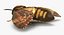 Deaths Head Hawkmoth with Fur