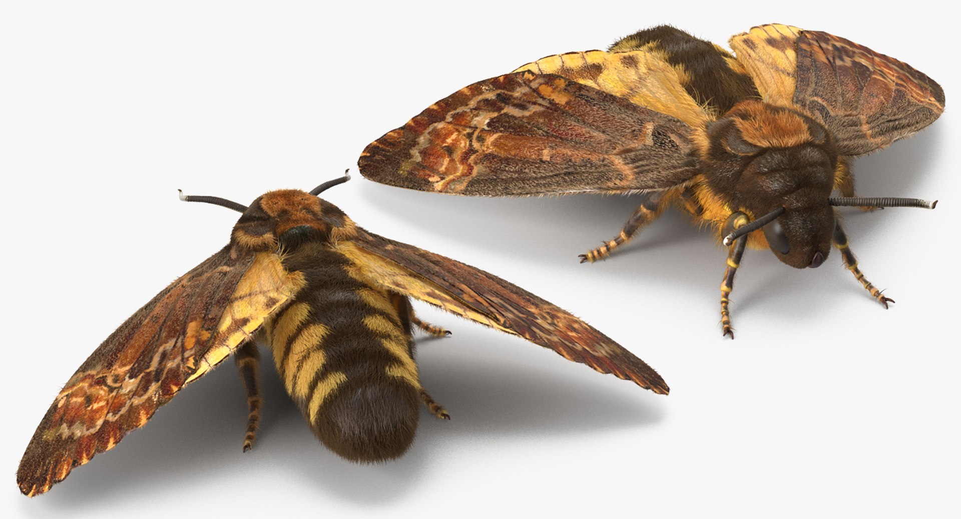 3d deaths head hawkmoth fur https://p.turbosquid.com/ts-thumb/Ep/HJzklQ/Vo1gUa7v/deathsheadhawkmothwithfurvray3dmodel008/jpg/1488869811/1920x1080/fit_q87/1e7c7069319955bf5e87620c4ce9158eb29179c8/deathsheadhawkmothwithfurvray3dmodel008.jpg
