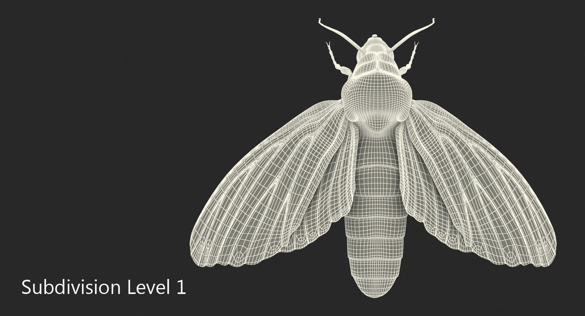 3d deaths head hawkmoth fur https://p.turbosquid.com/ts-thumb/Ep/HJzklQ/YlIO315h/deathsheadhawkmothwithfurvray3dmodel012/jpg/1488869811/1920x1080/fit_q87/6cae028a1c7ca480f58d262ca545575272dc7711/deathsheadhawkmothwithfurvray3dmodel012.jpg