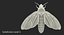 Deaths Head Hawkmoth with Fur