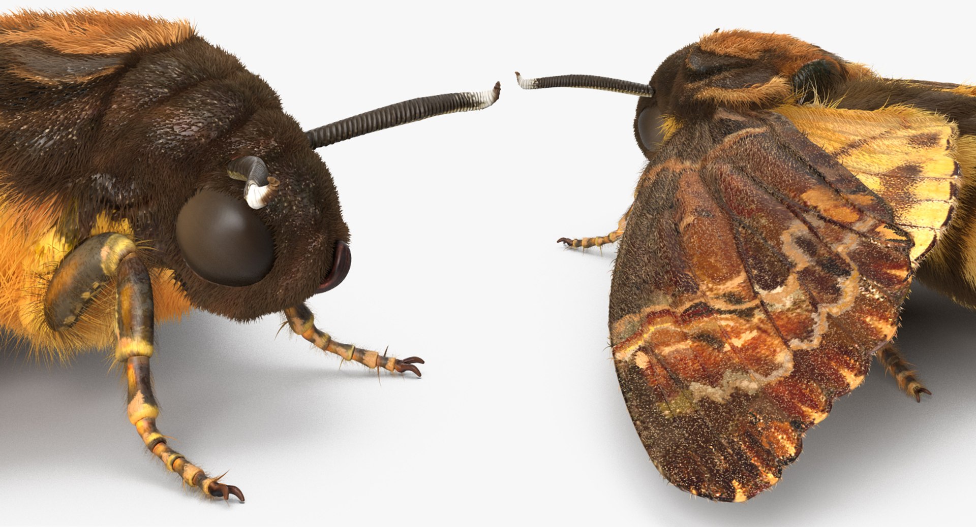 3d deaths head hawkmoth fur https://p.turbosquid.com/ts-thumb/Ep/HJzklQ/YmMWuFb4/deathsheadhawkmothwithfurvray3dmodel010/jpg/1488869811/1920x1080/fit_q87/e5794e27e657197f18b5179f7a10dfa516f444c2/deathsheadhawkmothwithfurvray3dmodel010.jpg