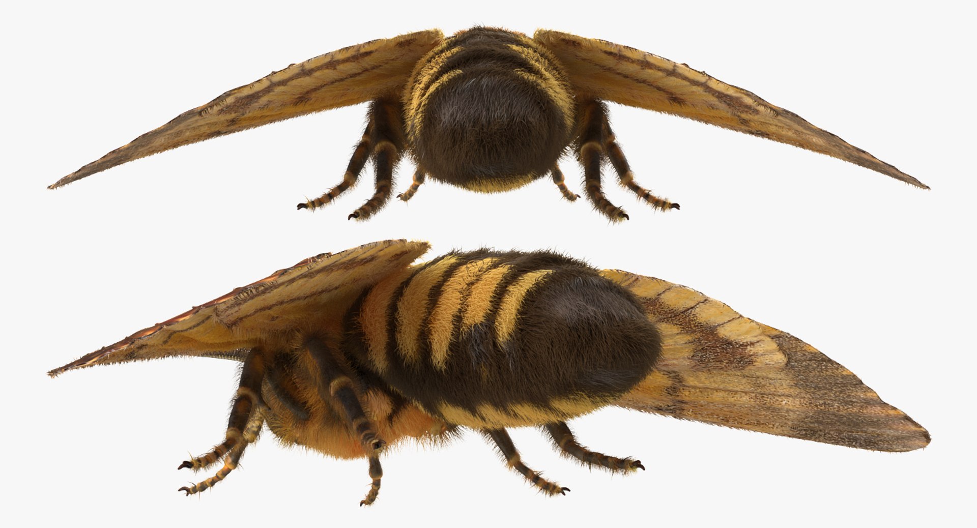 3d deaths head hawkmoth fur https://p.turbosquid.com/ts-thumb/Ep/HJzklQ/dlQ4uP6y/deathsheadhawkmothwithfurvray3dmodel006/jpg/1488869811/1920x1080/fit_q87/05411c35aeba0174fc4c631f0f6c1e9e1ba7d0d3/deathsheadhawkmothwithfurvray3dmodel006.jpg