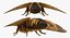 Deaths Head Hawkmoth with Fur