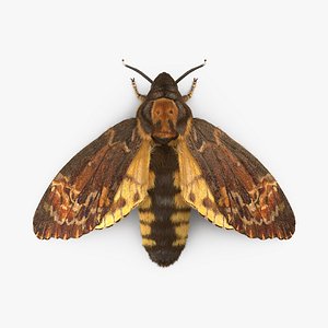 Deaths Head Hawkmoth with Fur