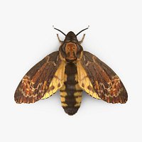 Deaths Head Hawkmoth with Fur