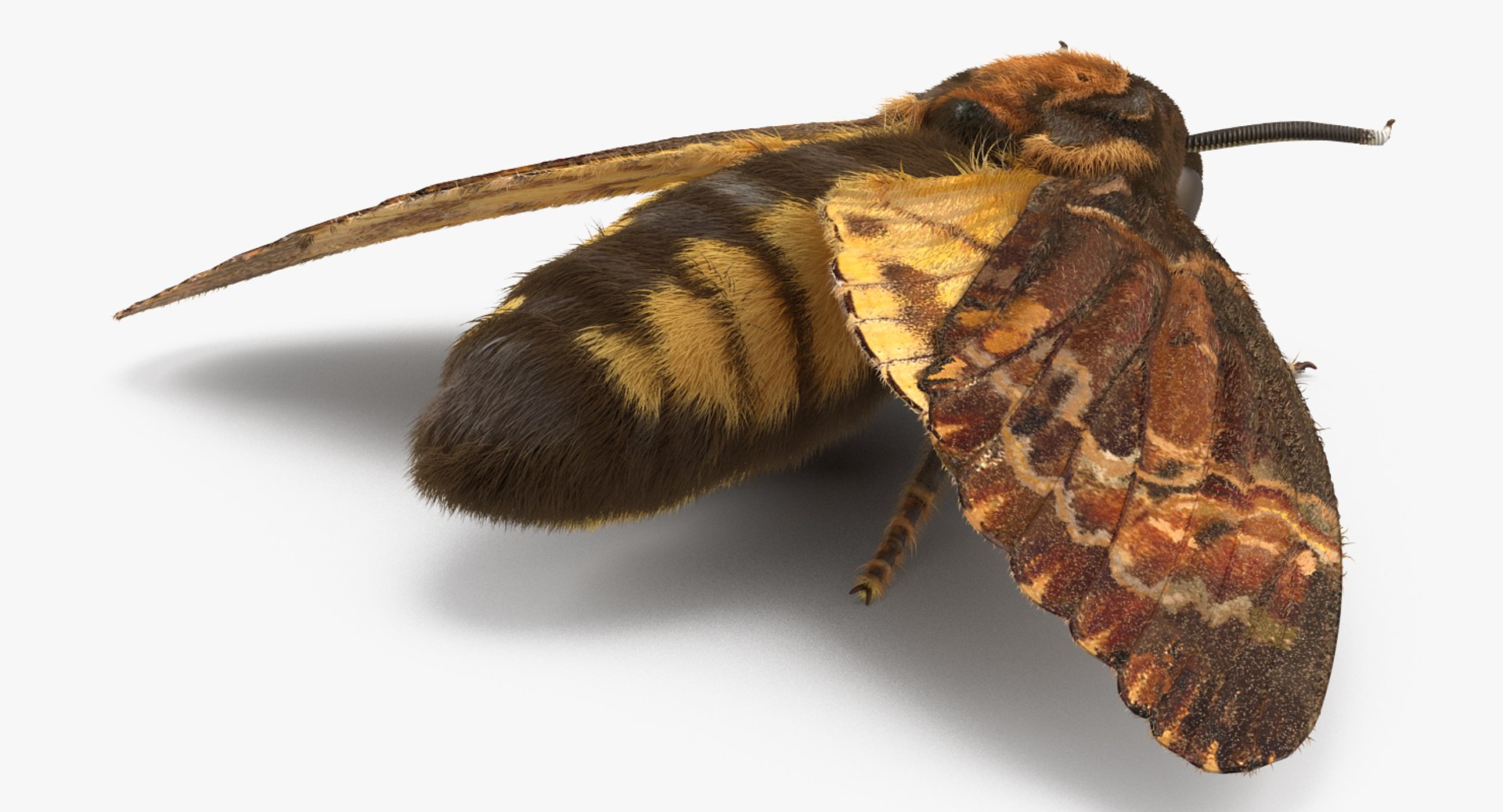 3d deaths head hawkmoth fur https://p.turbosquid.com/ts-thumb/Ep/HJzklQ/fQ7YNhGn/deathsheadhawkmothwithfurvray3dmodel004/jpg/1488869811/1920x1080/fit_q87/76fcefce82be55d20b9900f7c04771b21bc42d0f/deathsheadhawkmothwithfurvray3dmodel004.jpg
