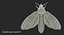 Deaths Head Hawkmoth with Fur