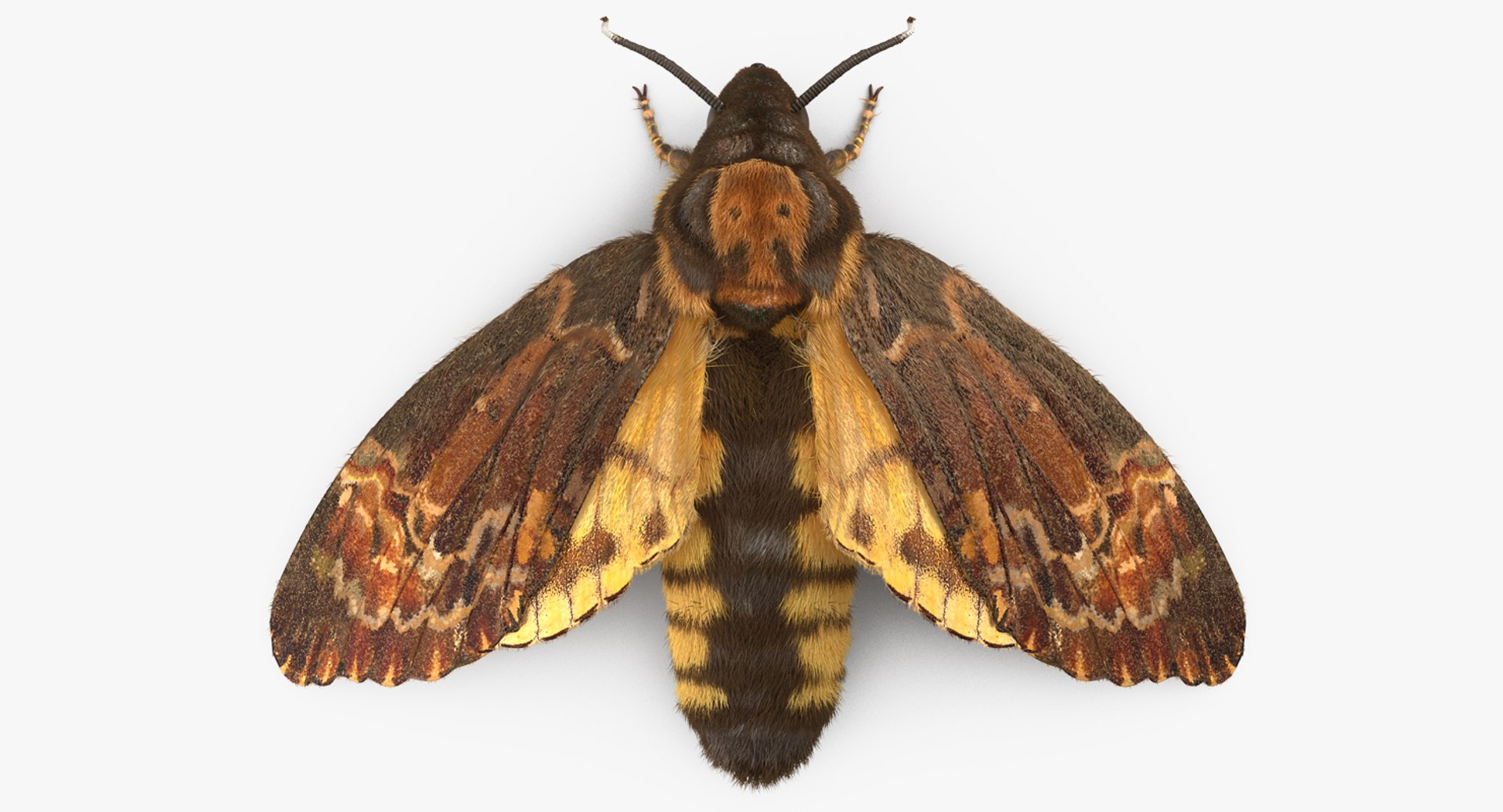 Deaths Head Hawkmoth with Fur 3D model preview