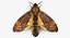Deaths Head Hawkmoth with Fur