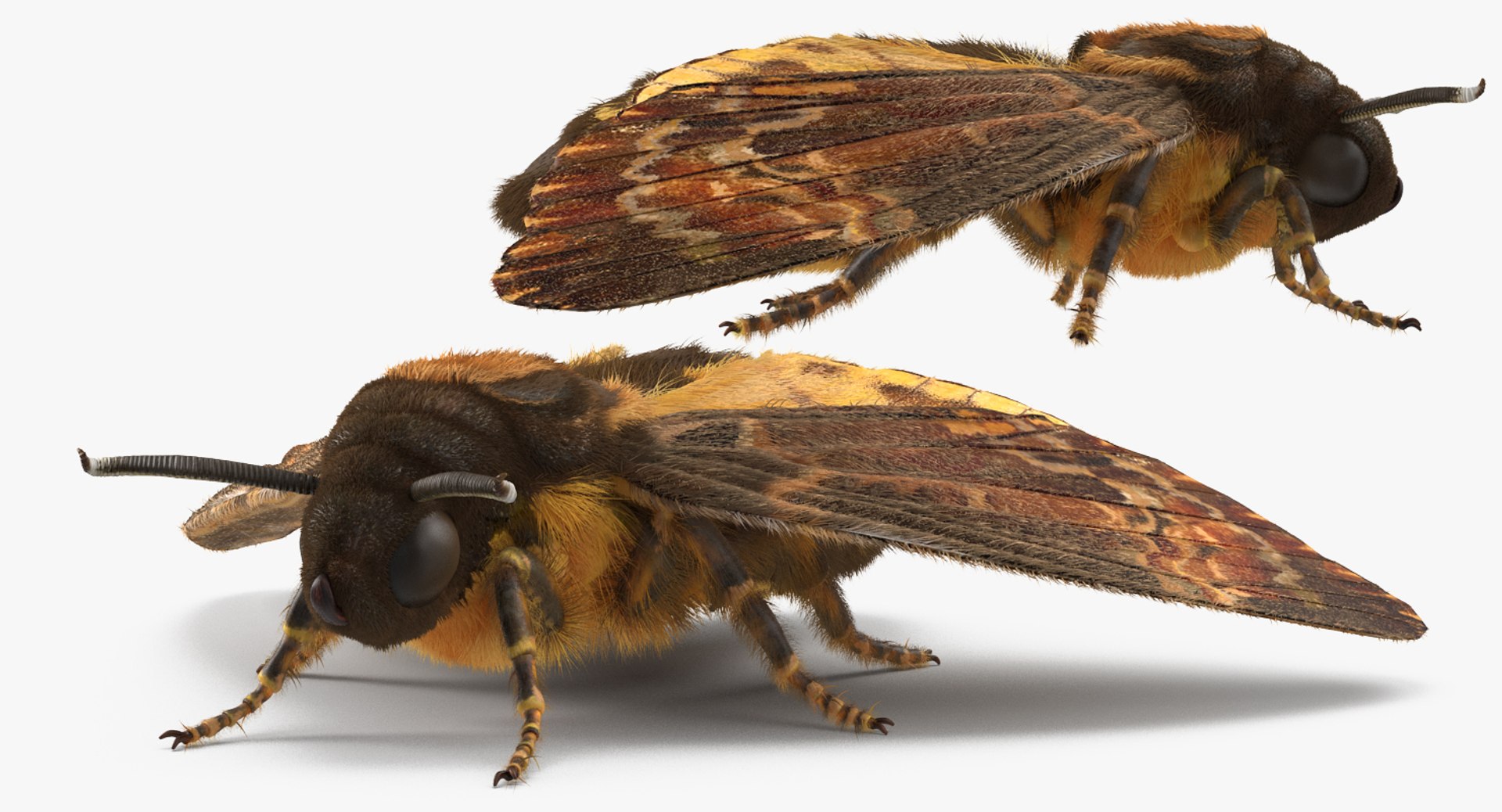 3d deaths head hawkmoth fur https://p.turbosquid.com/ts-thumb/Ep/HJzklQ/uWXOU9dG/deathsheadhawkmothwithfurvray3dmodel009/jpg/1488869811/1920x1080/fit_q87/4120c4b55972818a824358aace33123b0fb7ff46/deathsheadhawkmothwithfurvray3dmodel009.jpg