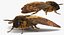 Deaths Head Hawkmoth with Fur