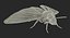 Deaths Head Hawkmoth with Fur