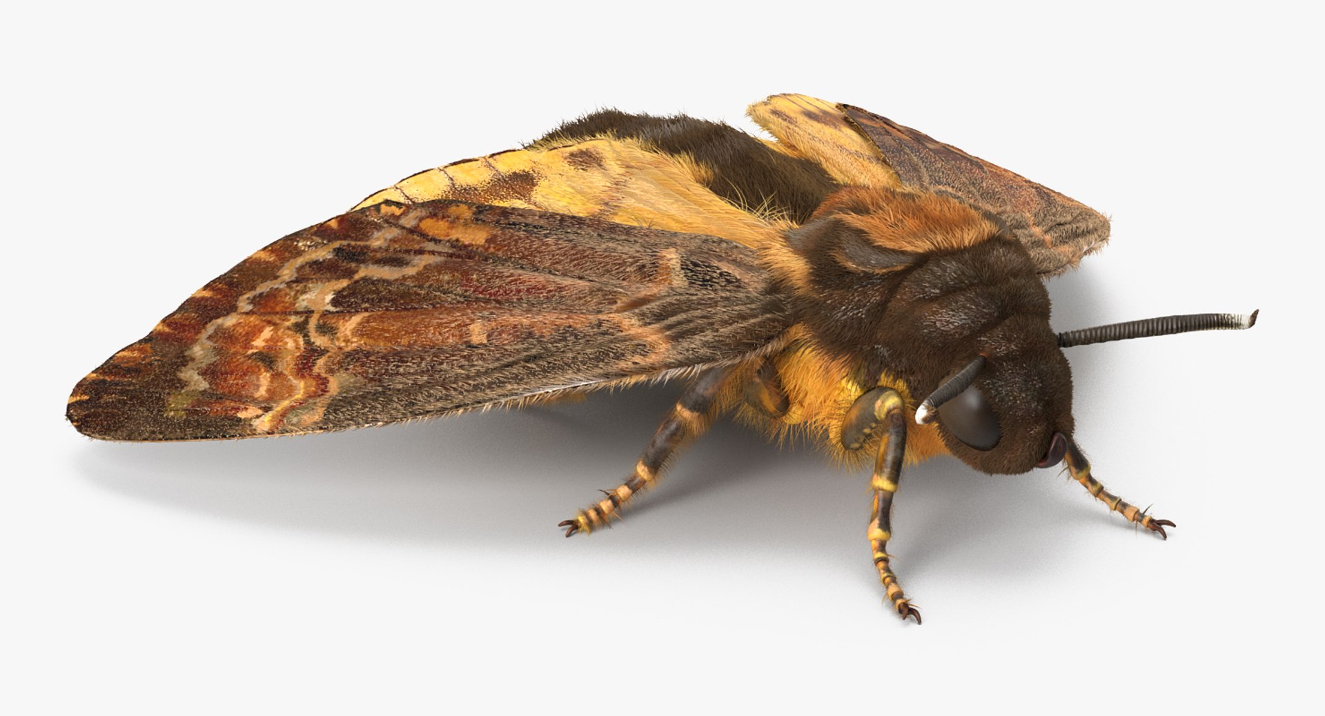 3d deaths head hawkmoth fur https://p.turbosquid.com/ts-thumb/Ep/HJzklQ/zoNy7Av8/deathsheadhawkmothwithfurvray3dmodel002/jpg/1488869810/1920x1080/fit_q87/3c4c0b6c481ad4caa4ceb32b49724dafdacfbe65/deathsheadhawkmothwithfurvray3dmodel002.jpg