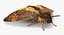 Deaths Head Hawkmoth with Fur