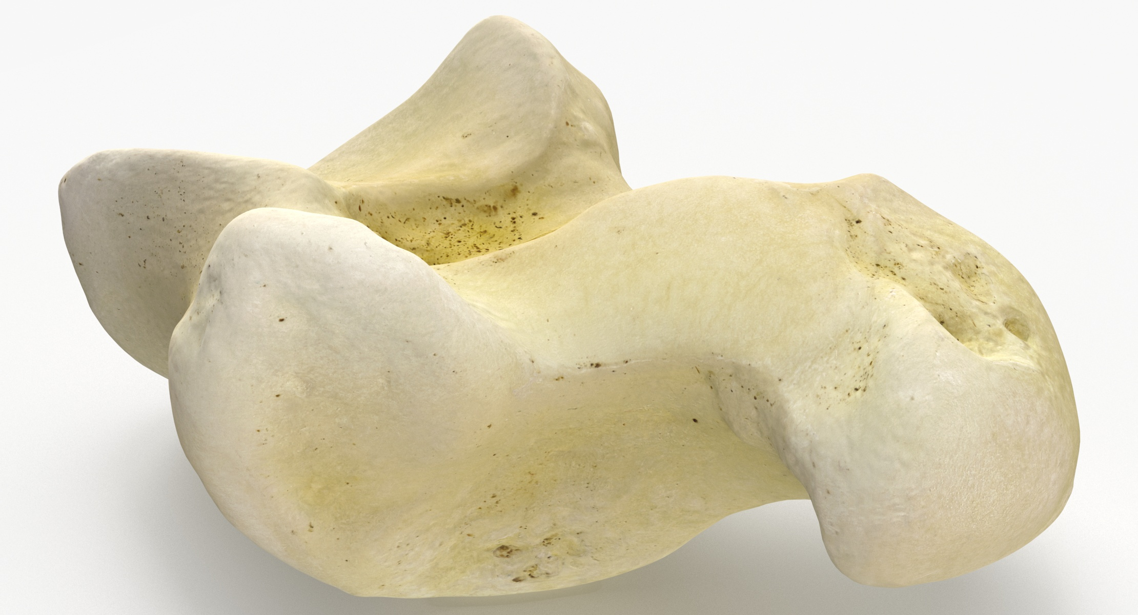 modelo 3d South American Coati Nasua Nasua Talus Bone 01(1 ...