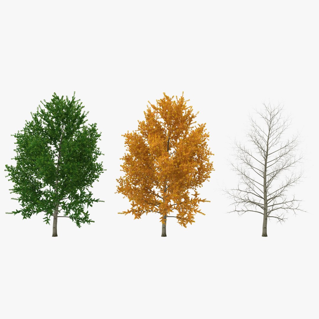 Yellow Poplar Tree 3D Models Collection 3D model preview