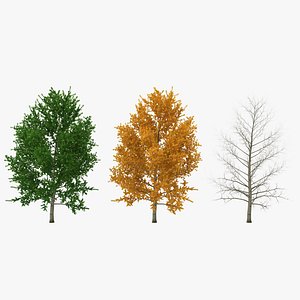3ds yellow poplar tree modeled