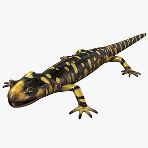 Tiger Salamander