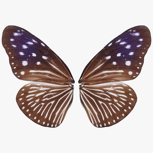 Striped Blue Crow Remastered 3D model