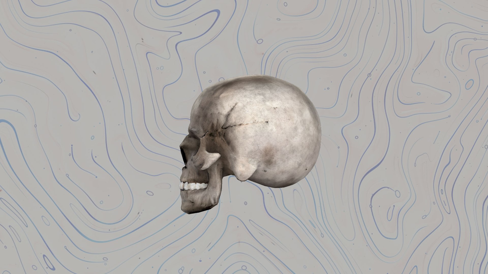 Skull 3D model https://p.turbosquid.com/ts-thumb/Ep/S7JwjN/Gq/6/jpg/1744456900/1920x1080/fit_q87/b29ee554fab02cb9017edba9985afa0ca7a6c49b/6.jpg