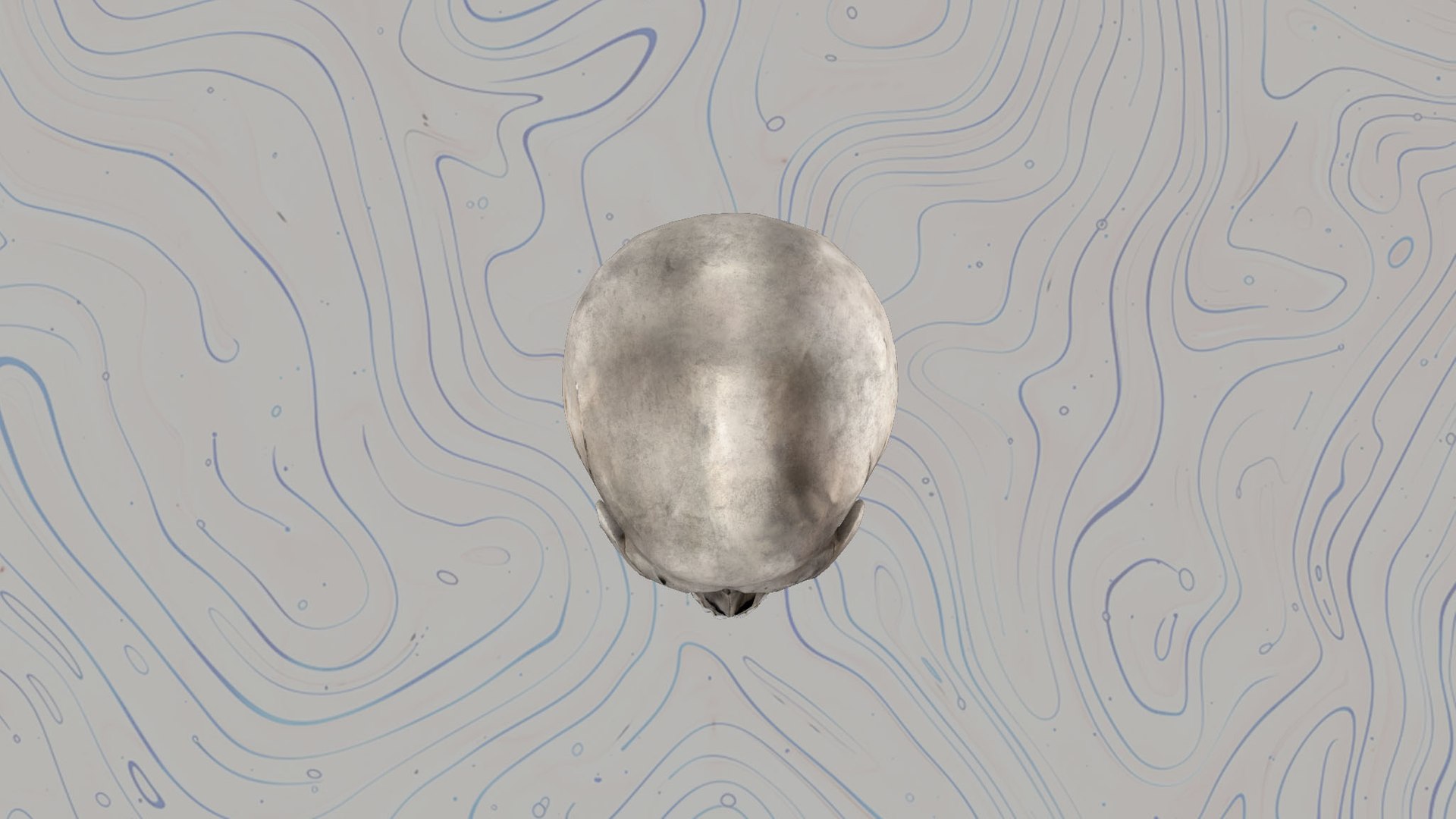 Skull 3D model https://p.turbosquid.com/ts-thumb/Ep/S7JwjN/HC/5/jpg/1744456898/1920x1080/fit_q87/428ce7817b8929b2f7b427a09d37520dd89c7d38/5.jpg