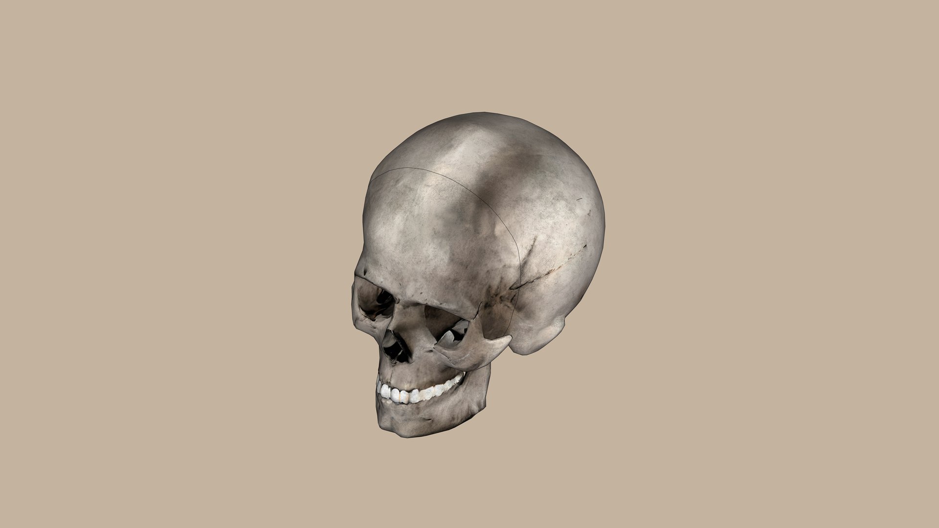 Skull 3D model https://p.turbosquid.com/ts-thumb/Ep/S7JwjN/j1/1/jpg/1744456896/1920x1080/fit_q87/9e3b62ce34619f1991cd3b1282eb6534fb685fb6/1.jpg
