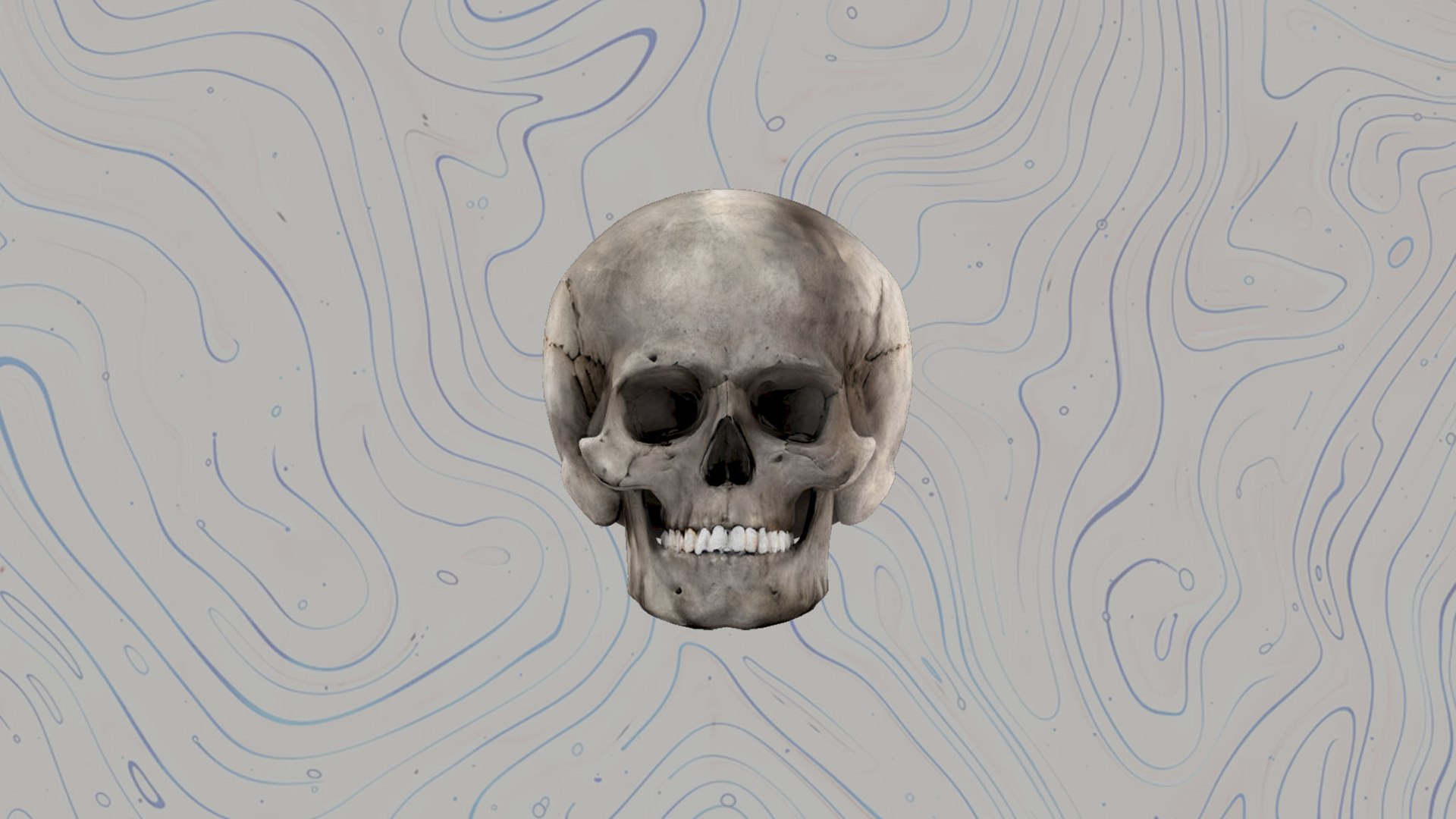 Skull 3D model https://p.turbosquid.com/ts-thumb/Ep/S7JwjN/pm/4/jpg/1744456898/1920x1080/fit_q87/3dec961efb628f1cef6db30da603d388a7e03f61/4.jpg