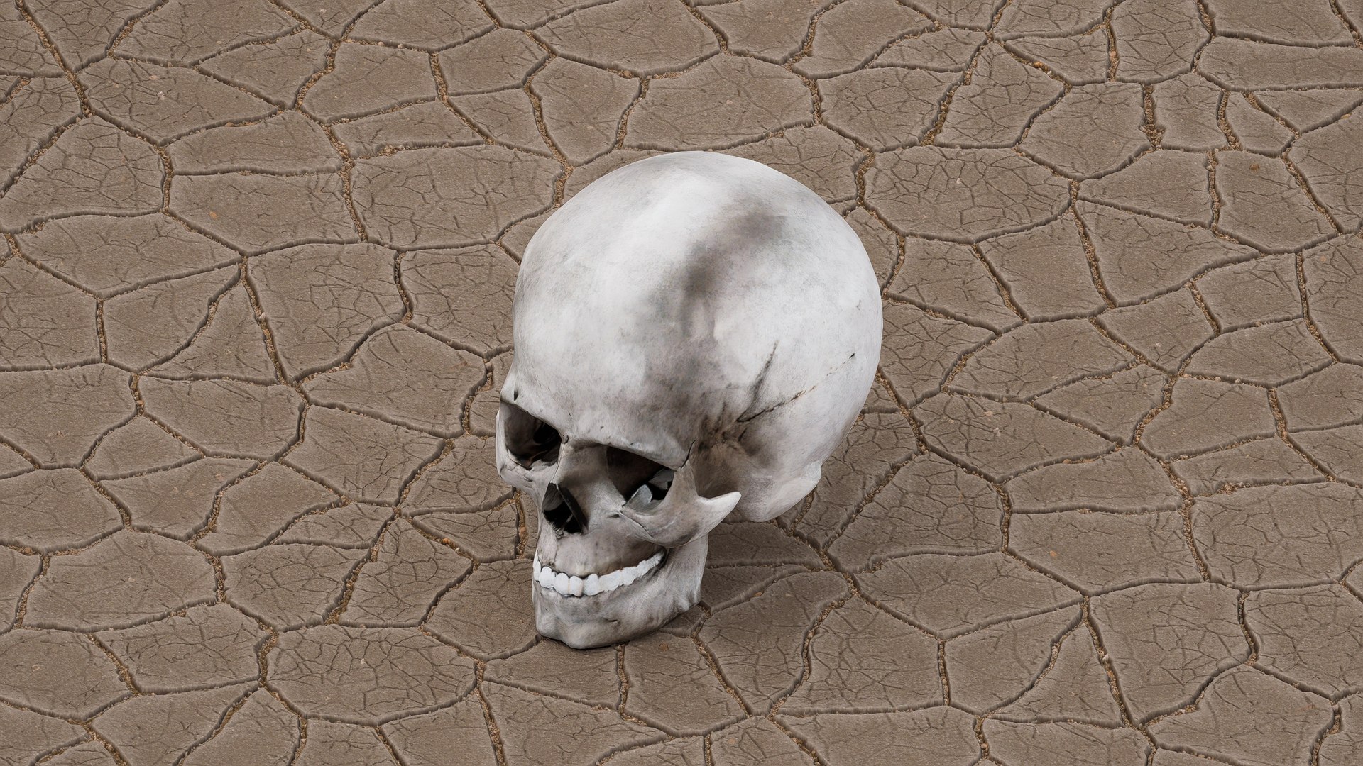 Skull 3D model https://p.turbosquid.com/ts-thumb/Ep/S7JwjN/wF/7/jpg/1744456902/1920x1080/fit_q87/5a5c2ce8cce594d16da40fe88b51a649f04f89b0/7.jpg