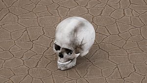 Skull