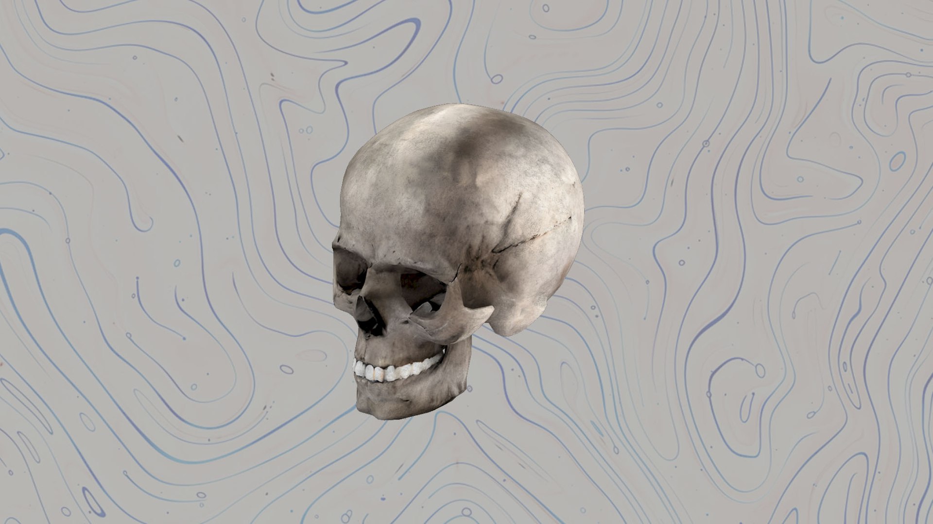 Skull 3D model https://p.turbosquid.com/ts-thumb/Ep/S7JwjN/yV/3/jpg/1744456896/1920x1080/fit_q87/4154d264dfe1fd2810c6dd433e65ea5a6db5759f/3.jpg