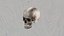 Skull 3D model
