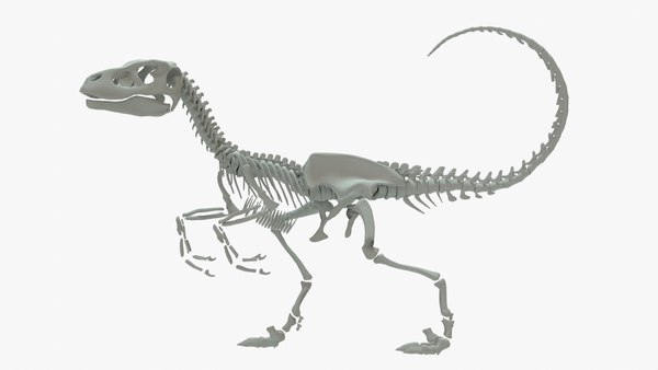 Velociraptor Rigged Skeleton 3D 모델 - TurboSquid 2067798