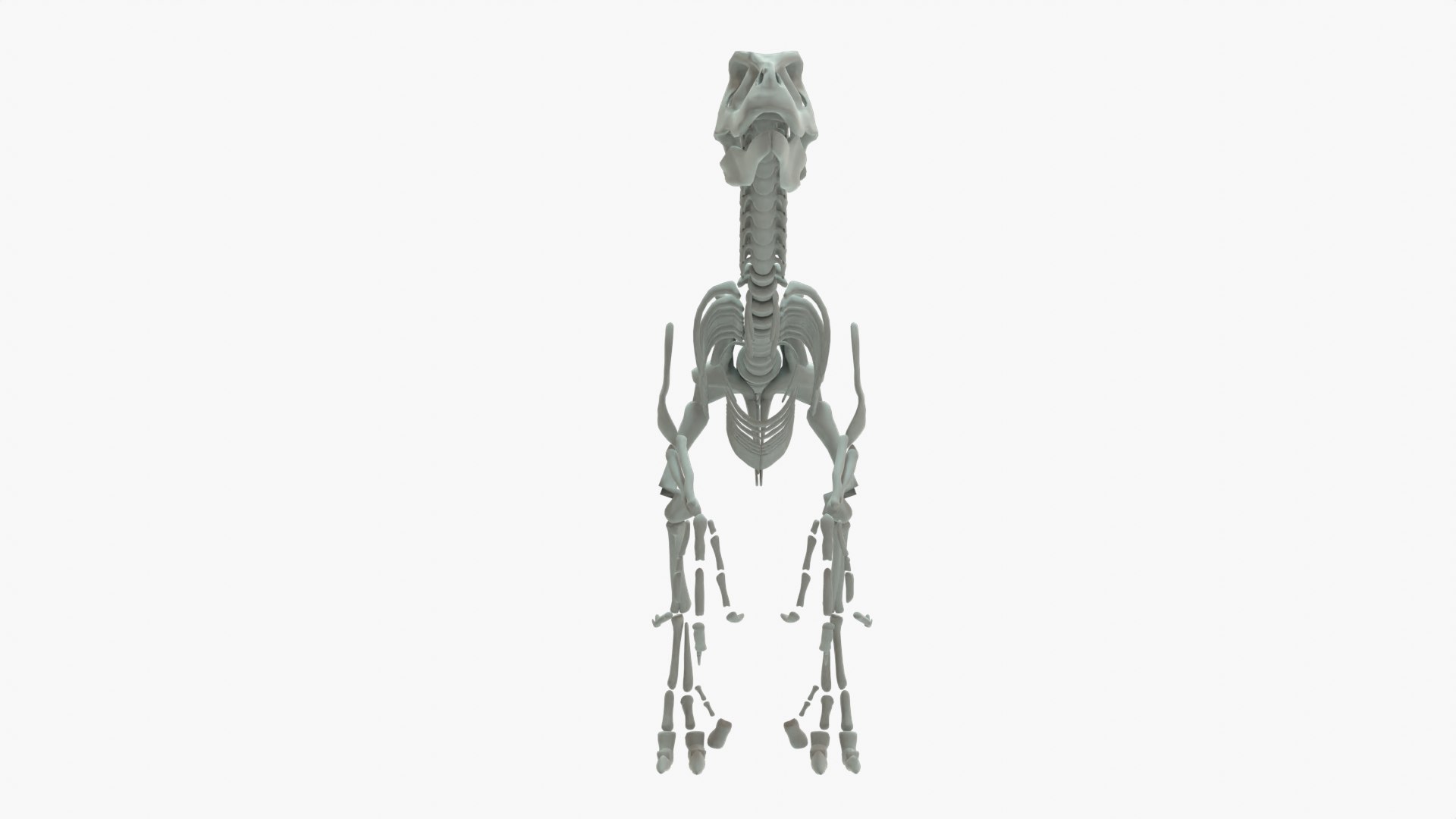 3D Velociraptor Rigged Skeleton model - TurboSquid 2067798