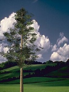 animation master 5 tree 3d model