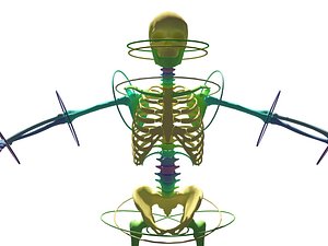 skeleton CAT bones