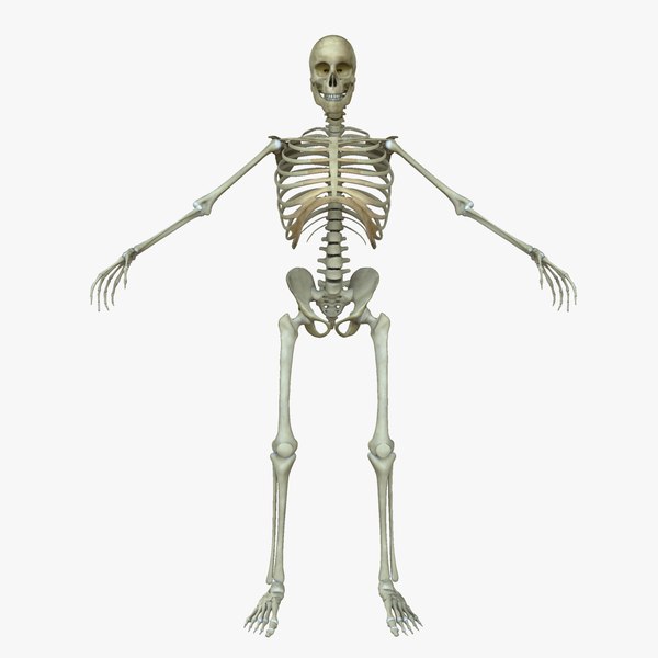 male human skeleton bone obj