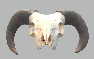 ram s skull 3D model