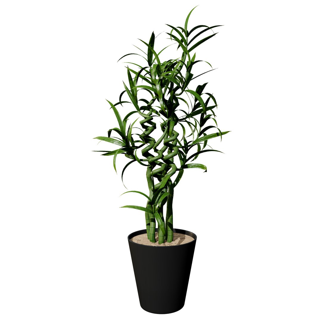 Indoor Palm Collection model https://p.turbosquid.com/ts-thumb/Eq/Jon2jf/6q/bambooplant/jpg/1721559639/1920x1080/fit_q87/7ab9edf7ffa49d6bf473cf9f2bcac3291663678c/bambooplant.jpg